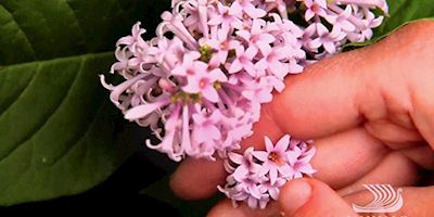 Hand holding Russian lilacs